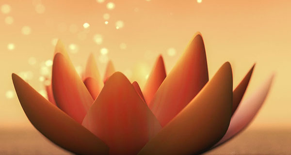 Fleur de lotus au coucher de soleil