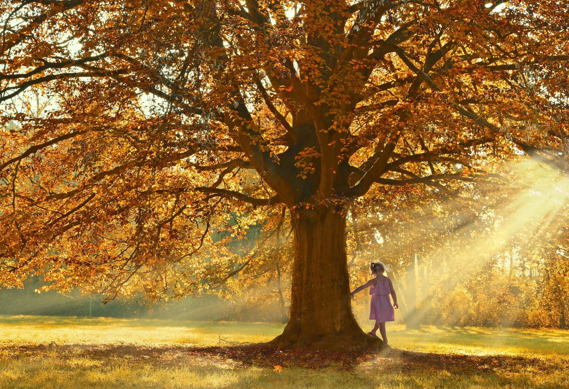 Une petite fille qui touche un bel arbre illuminé par une lumière radieuse